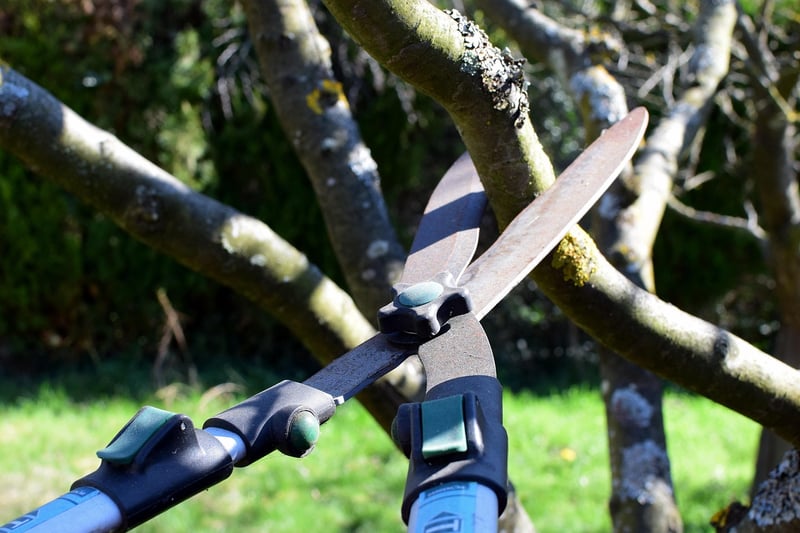 Pruning Practices